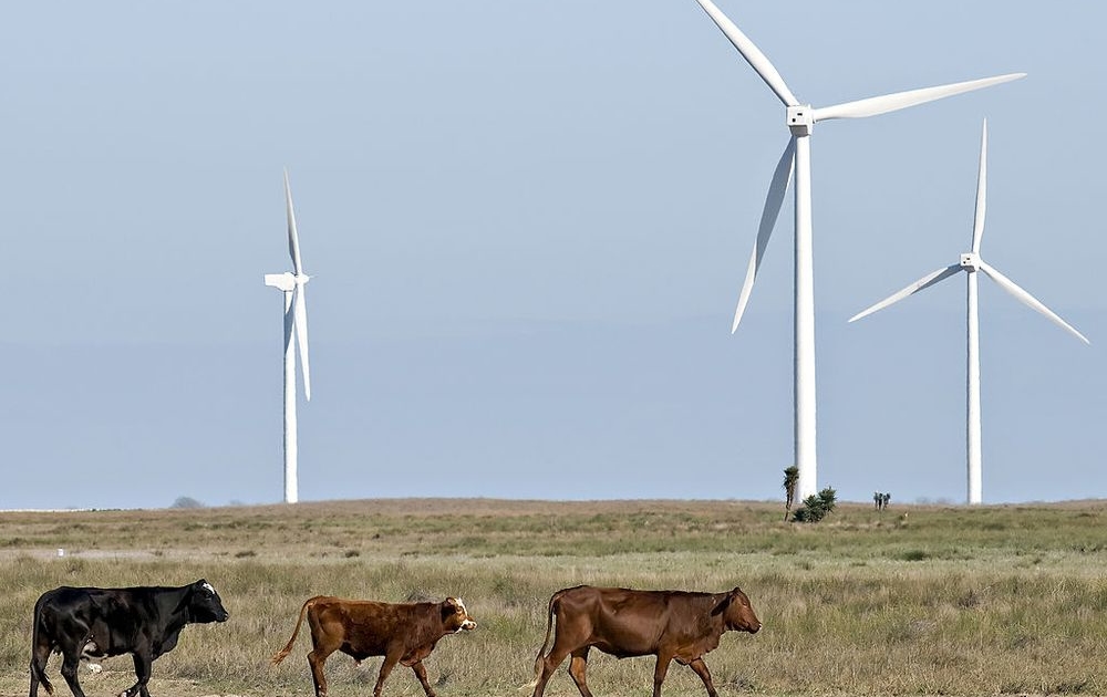 Wind Farms in Texas share the land with cattle