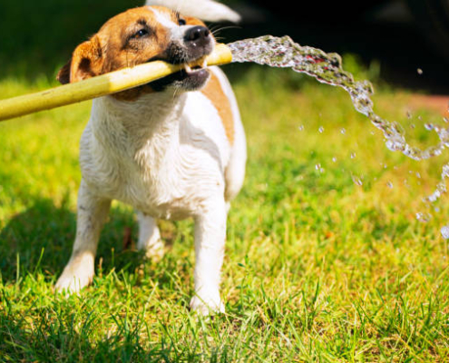 8 Ways to Keep Your Dog Cool in The Summer Heat