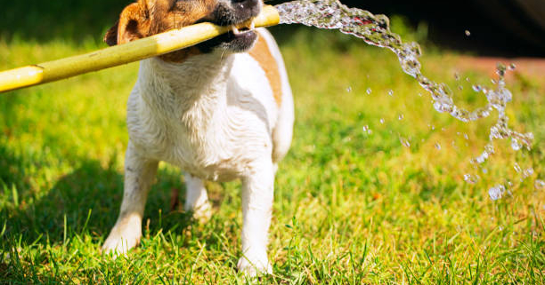 8 Ways to Keep Your Dog Cool in The Summer Heat